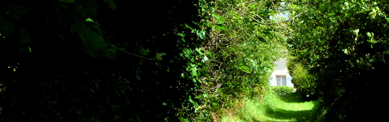 Servitude d&rsquo;élagage et taillage des haies