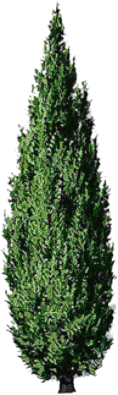 C’est l’histoire d’un propriétaire qui veut obliger ses voisins à élaguer leurs cyprès… Le propriétaire d’une maison connaît, depuis quelques années, des problèmes d’ensoleillement de son logement. En cause, selon lui : la haie de cyprès (de près de 20 mètres) de ses voisins, arbres à croissance très rapide qui, au fil des ans, l’empêche d’avoir accès à la lumière directe du soleil. Il réclame donc que ses voisins élaguent ces cyprès pour les ramener à une hauteur de 3 mètres, comme c’était le cas lorsqu’il a acheté sa maison. Mais les voisins refusent : rien ne prouve que la hauteur des cyprès était de 3 mètres lorsqu’il a acheté la maison (pour eux, au contraire, ils étaient déjà d’une hauteur conséquente à l’époque) ; en outre, ils ont été contraints par le plan d&rsquo;urbanisme de créer un rideau de verdure (la taille aurait pour conséquence de faire mourir les cyprès). « Coupez les cyprès », tranche le juge : pour lui, la perte d’ensoleillement due aux cyprès constitue effectivement un trouble anormal et justifie que la hauteur des arbres soit ramenée à 3 mètres. Source : Arrêt de la Cour de cassation, 3ème chambre civile, du 20 décembre 2018, n° 17-15231