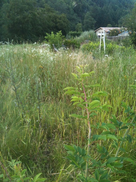 Que faire en présence d&rsquo;un terrain non entretenu (en friche ou avec gravats) ?