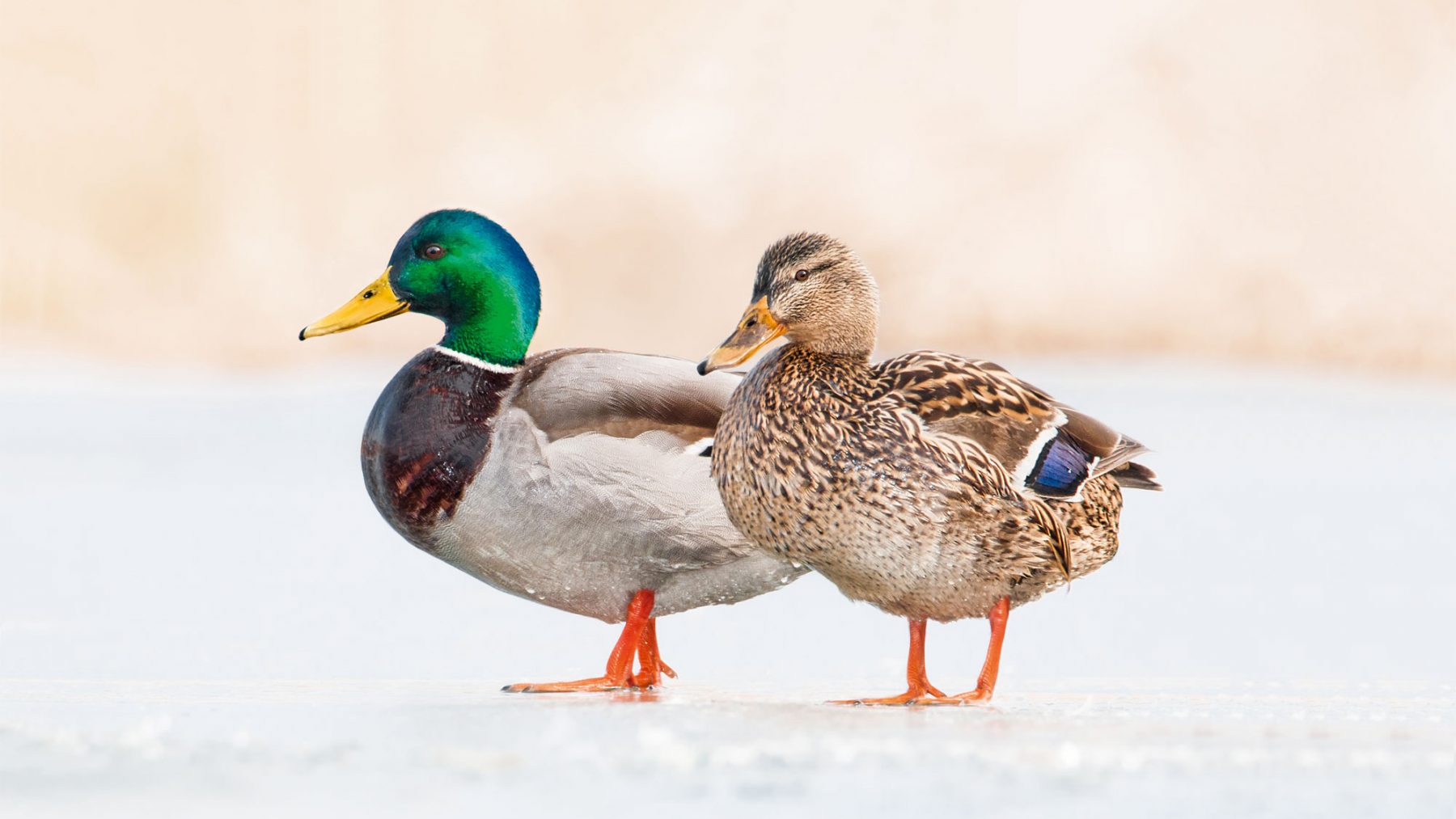 Les détenteurs non commerciaux de volailles (basse-cour) et autres oiseaux captifs élevés en extérieur